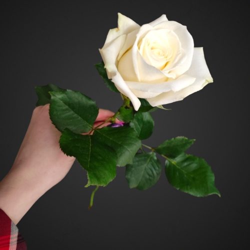 Роза Аваланж (белая с зеленцой)