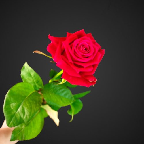 Роза Шангри Ла (сочно-вишневая)