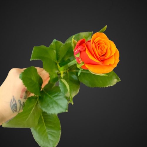 Роза Испания (жёлто оранжевая)