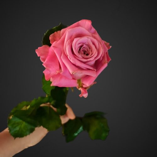 Роза Маритим (сиреневая)