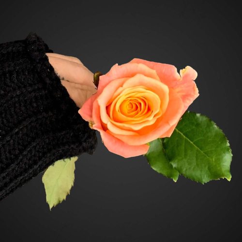 Роза Мисс Пигги (лососевая)