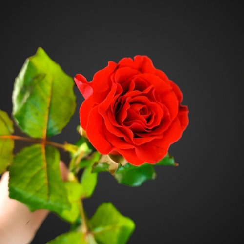 Роза Эльторо (алая, кучерявая)