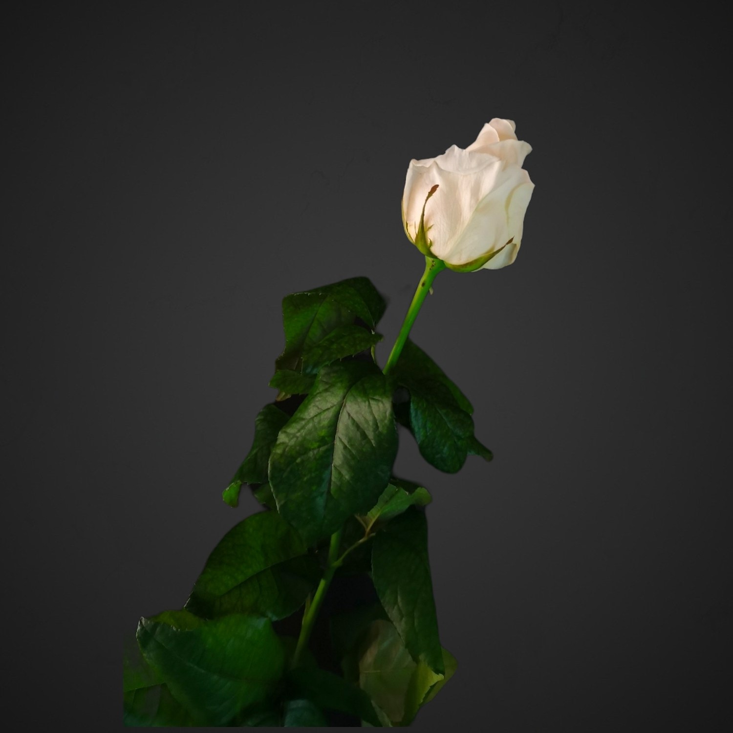 Роза Норма Джин (белая)