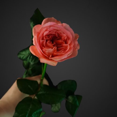 Роза Лондон Ай (пионвид.нежно роз.)