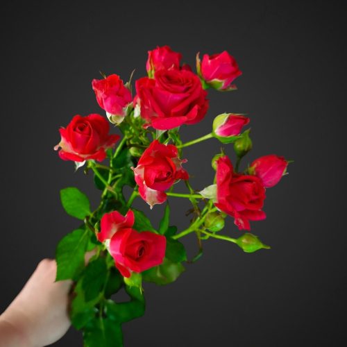 Роза Спрей Черри Хеопс (вишневая)