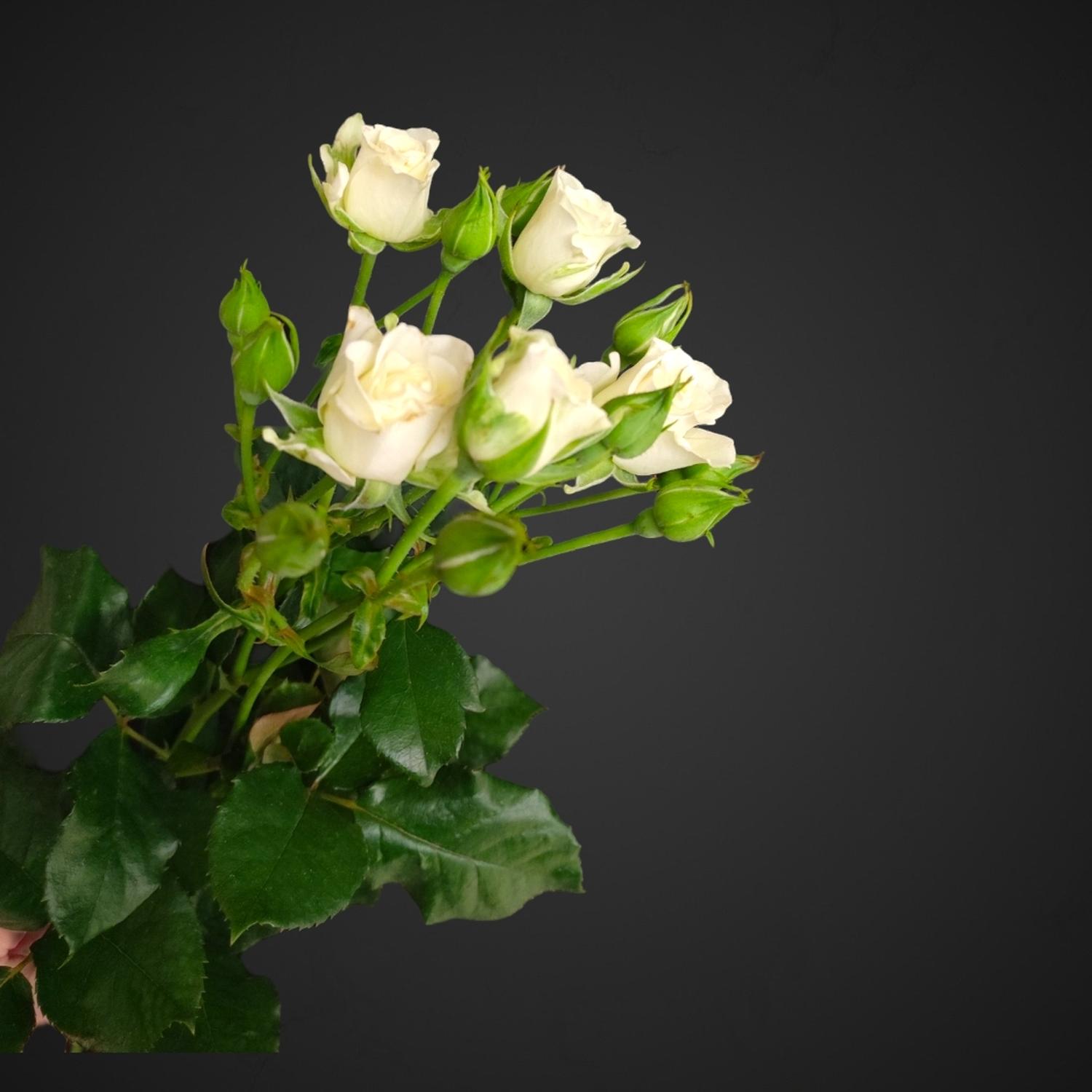 Роза Спрей Сноуфлейк (белая)