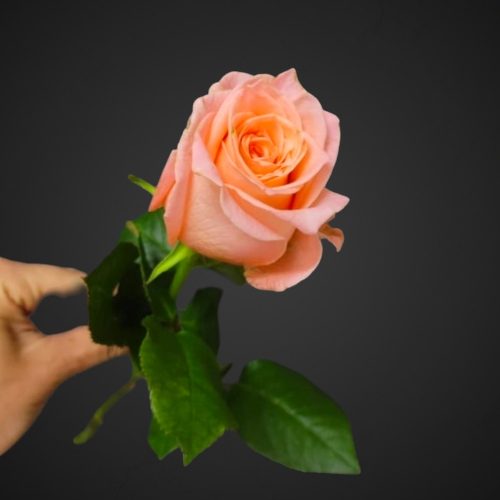 Роза Ариана (розовая)