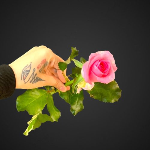 Роза Ревиваль (розовая)