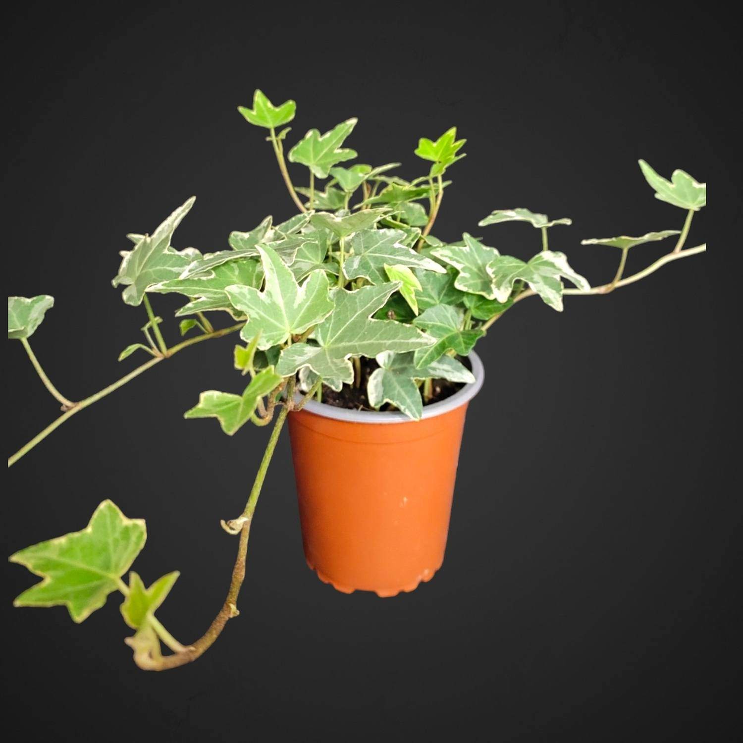 хедера хеликс растение