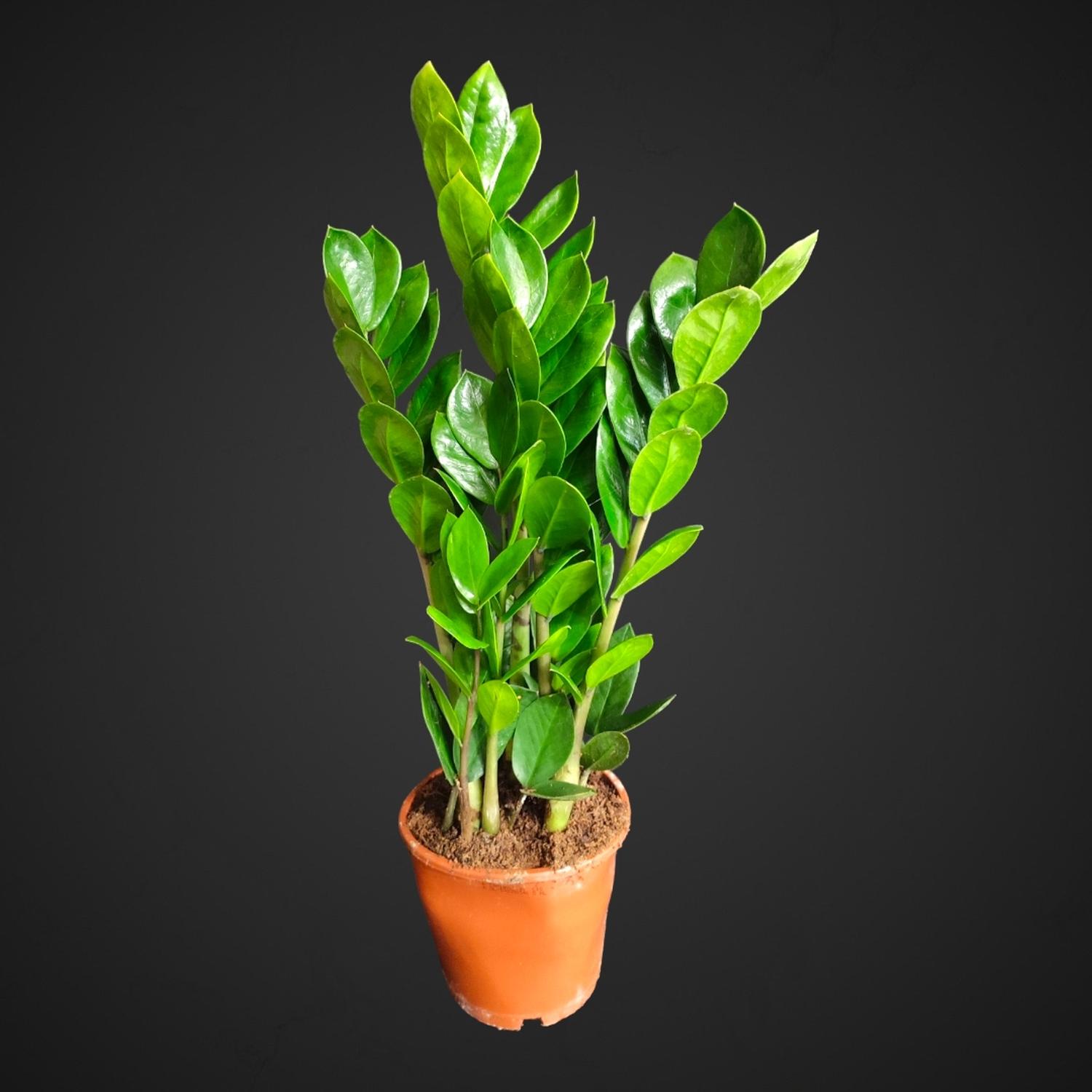 замиокулькас растение