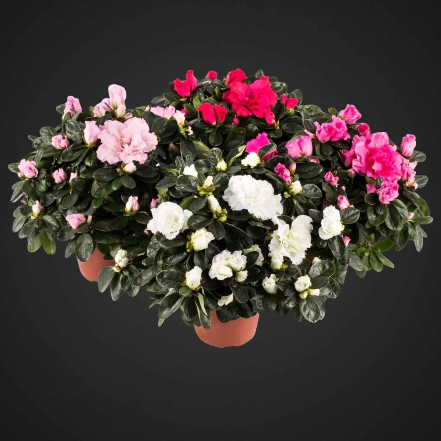 азалия цветок