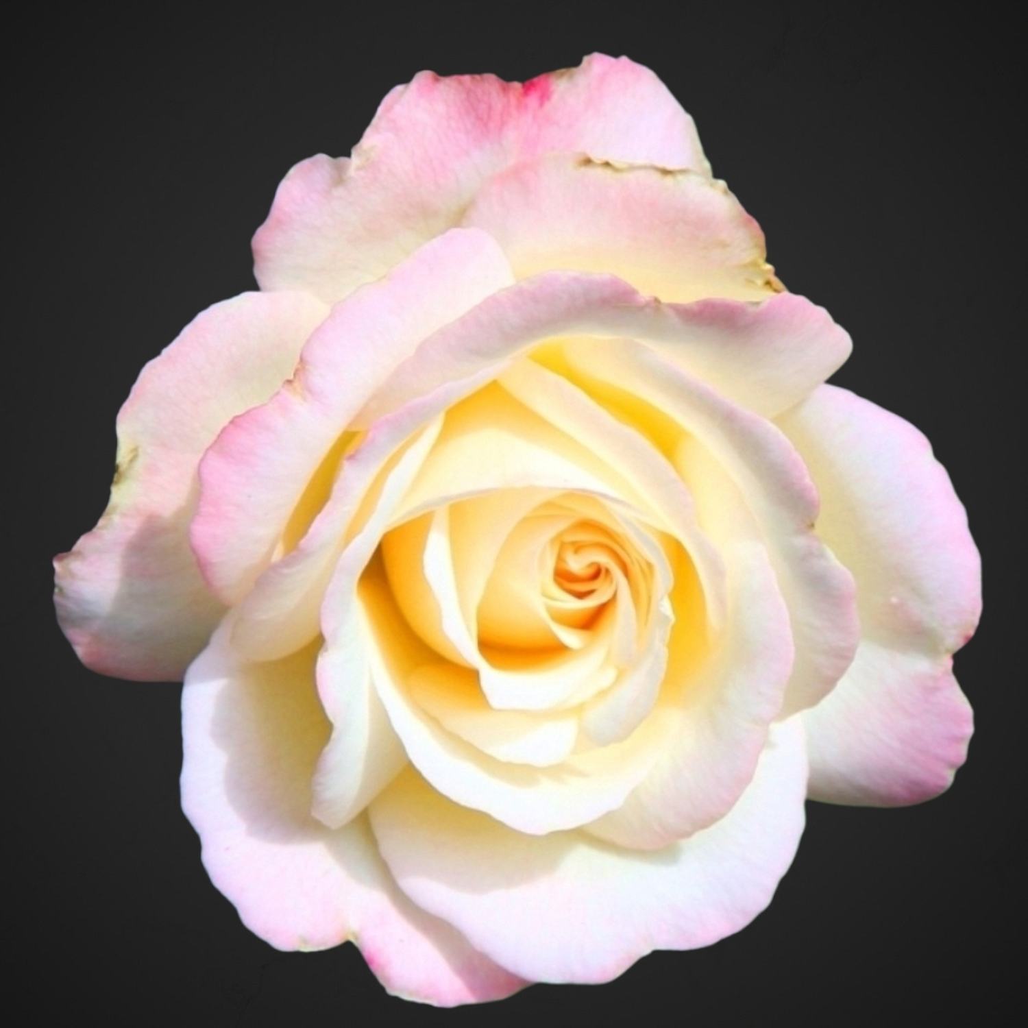 Роза Акварель (светло-розовая)