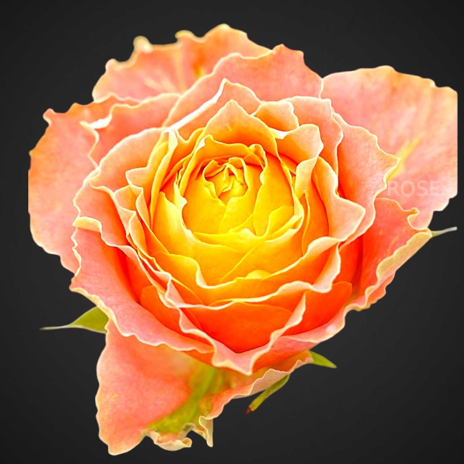 Роза Луиза (оранжевая)