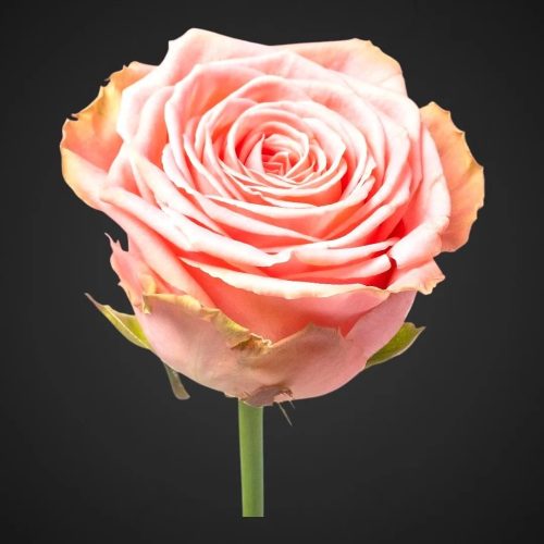 Роза Софи Лорен (розовая)